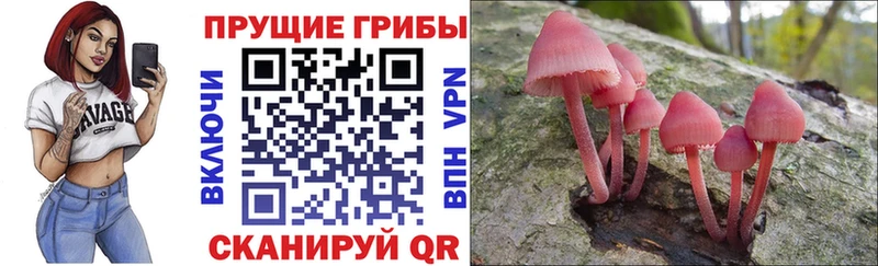 Псилоцибиновые грибы Psilocybine cubensis  Катайск 